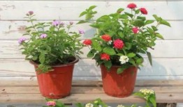 近期视频爆料最新新闻,揭秘近期热点新闻背后的惊人真相